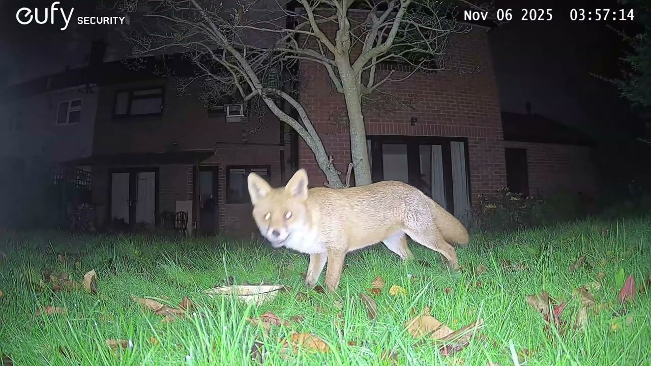 Garden Wildlife Fox Videos EufyCam S3 Pro 3 Security Camera Worcester, UK 4th to 6th November 2025