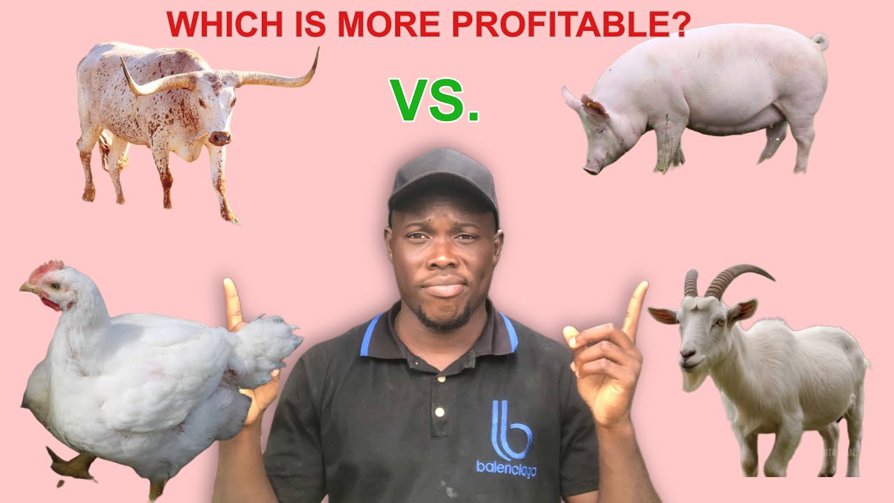 BROILERS vs PIGS vs GOATS vs CATTLE | Which is More PROFITABLE?