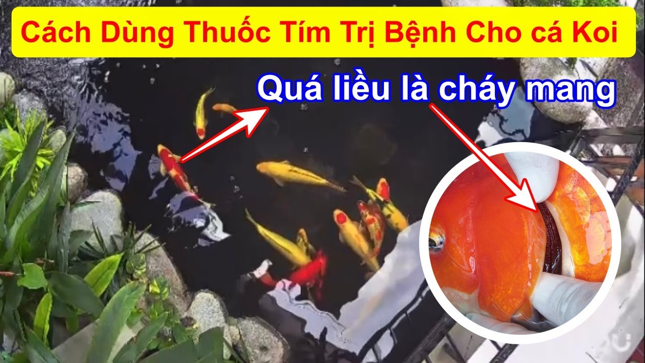 Cách Dùng Thuốc Tím Trị Bệnh Cho Cá Koi | Tỷ Lệ Dùng Bao Nhiêu Là Hợp Lý #cakoi #vicakoi #hocakoi