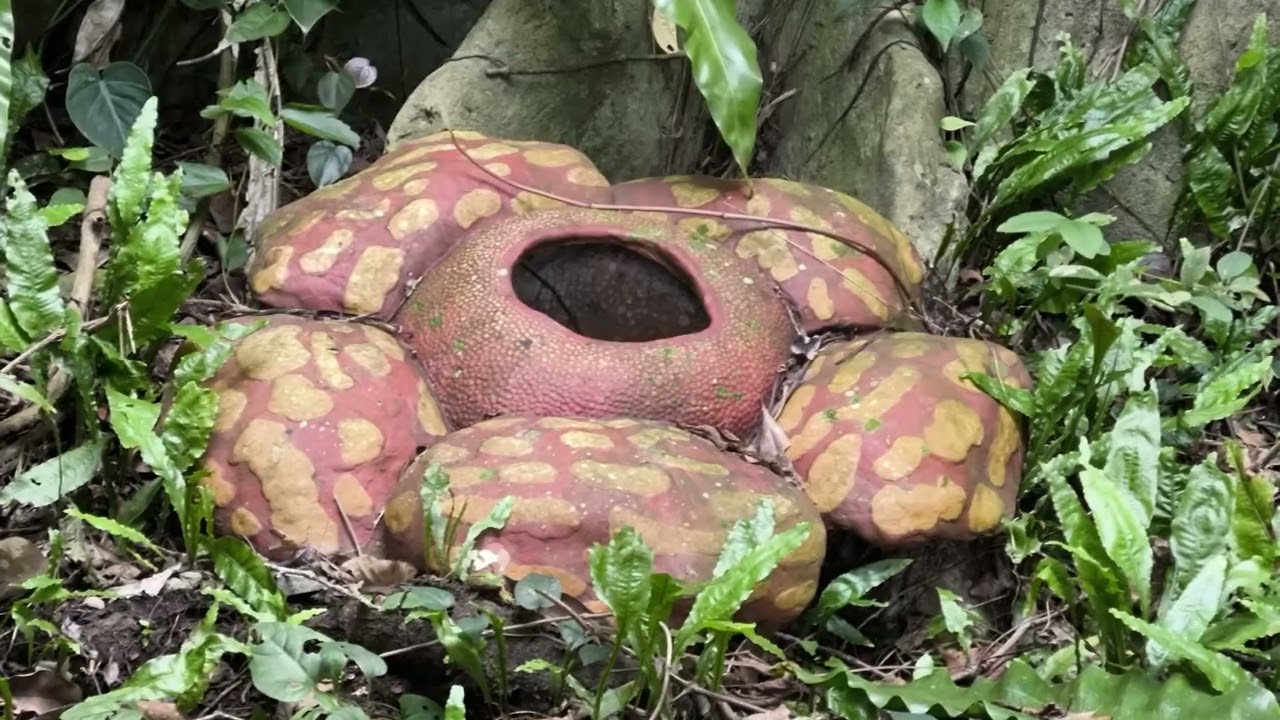 20251222  台北木柵動物園