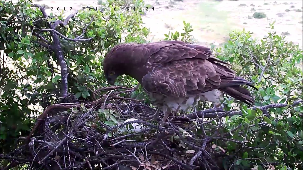 הפרעת אדם בשידור חי - Israel Raptor Nest Cam