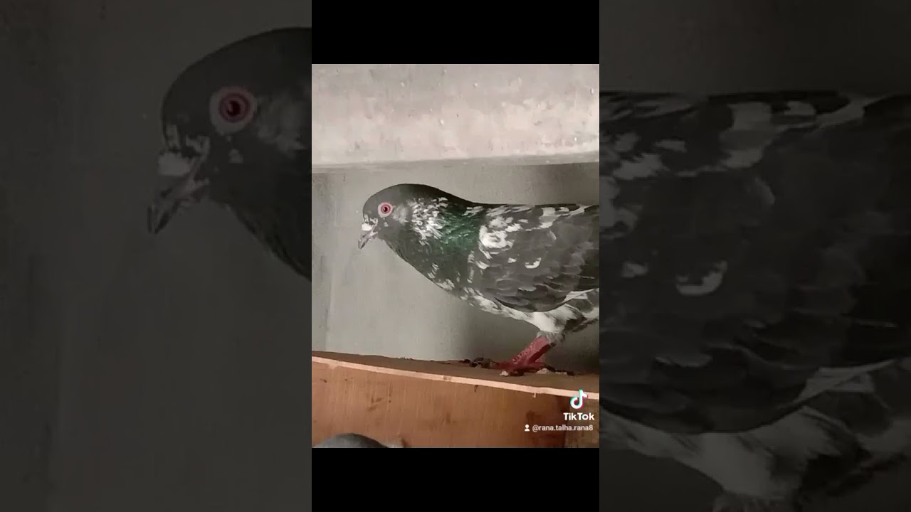 pure Dub wala male