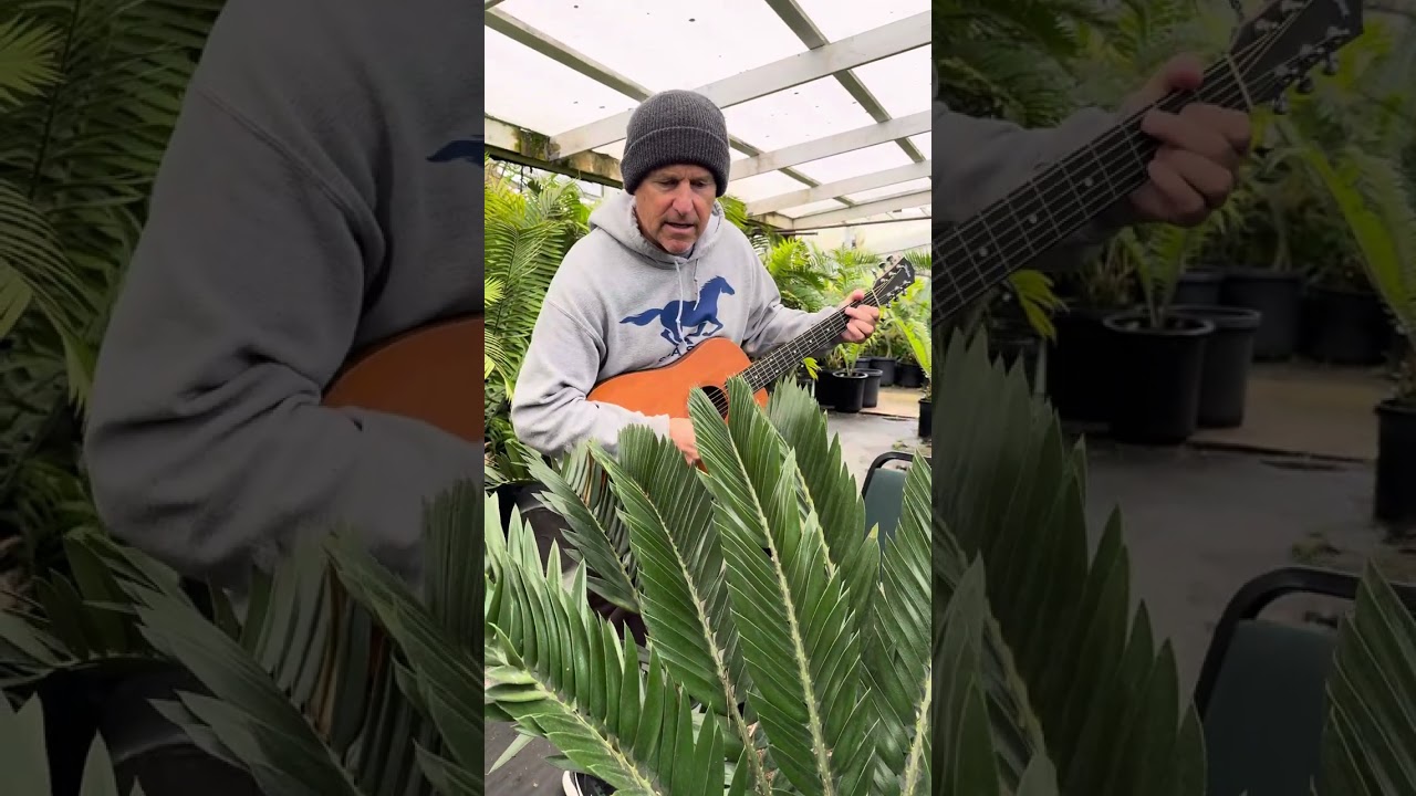 Encephalartos longifolius @junglemusicpalmscycads493