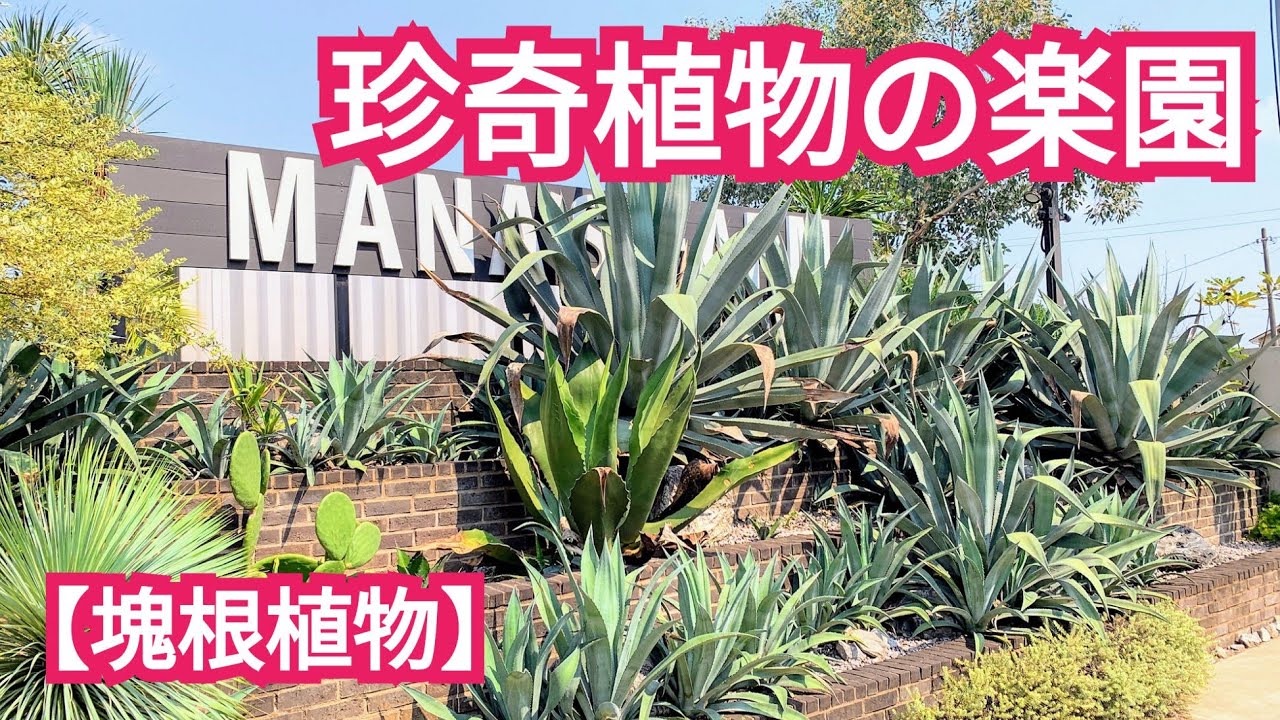 mana's farmに行ってきました!!   #アガベ#塊根植物#パキポディウム#パキプス#ドライガーデン#ガーデニングの秘密#マナズファーム