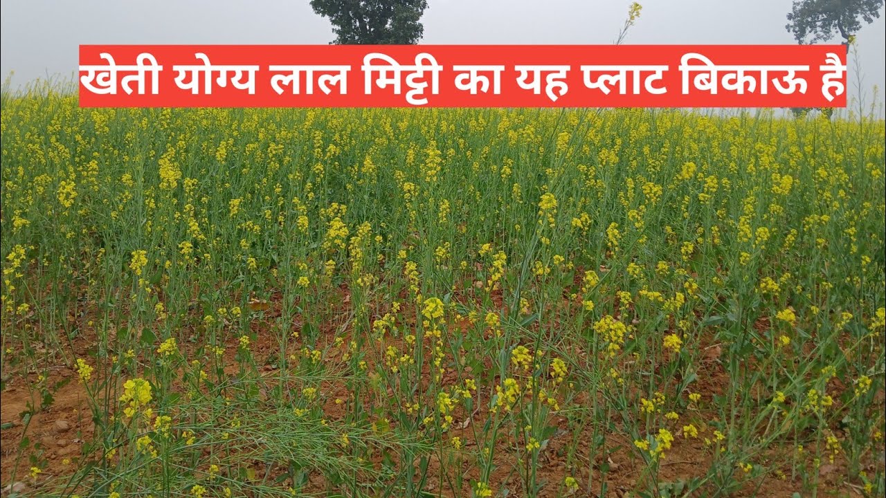 Ep-14 : 20 एकड़ खेती योग्य जमीन बिकाऊ है बिल्कुल सस्ते रेट में#प्रॉपर्टी 