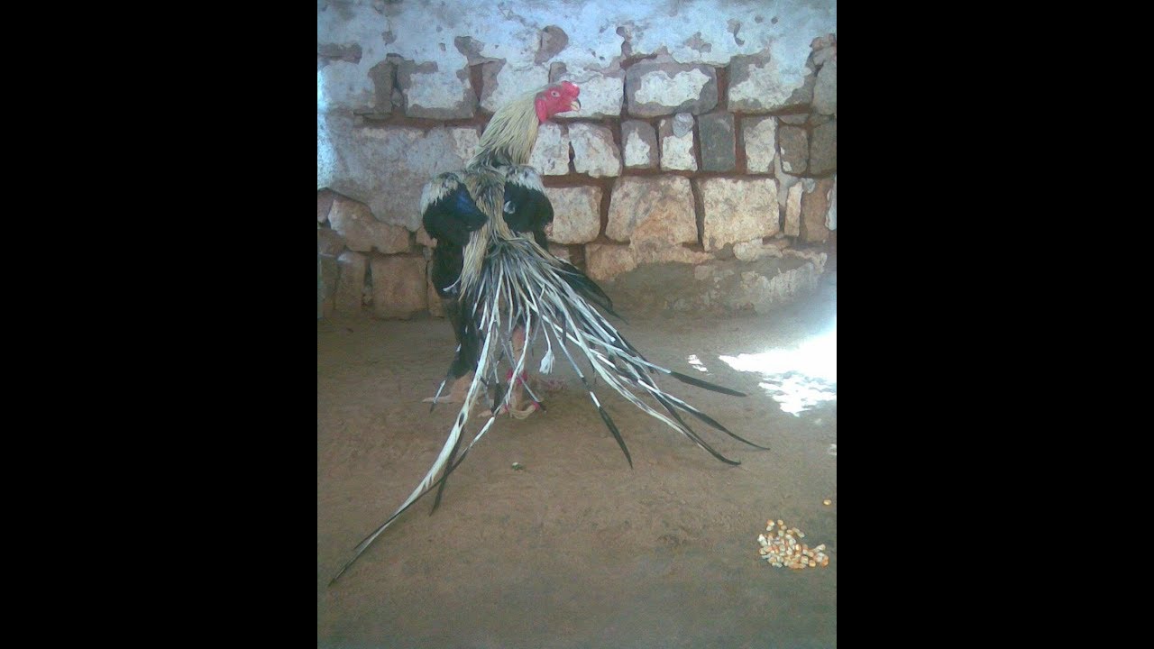 Old line temper tail Aseel Pgm pet farm