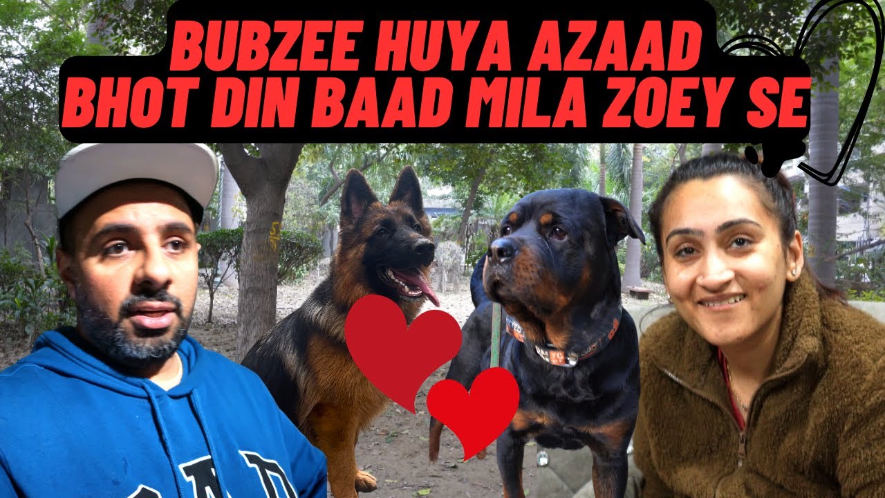 Bubzee Hua Azaad Bahut Dino Ke Baad Aur Milla Zoey The German Shepherd Se. 