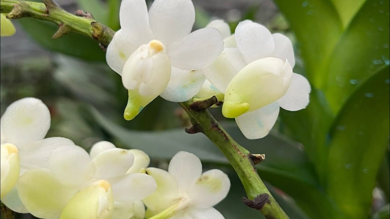 Quế trắng tháng 8 Hòa Bình 20/12