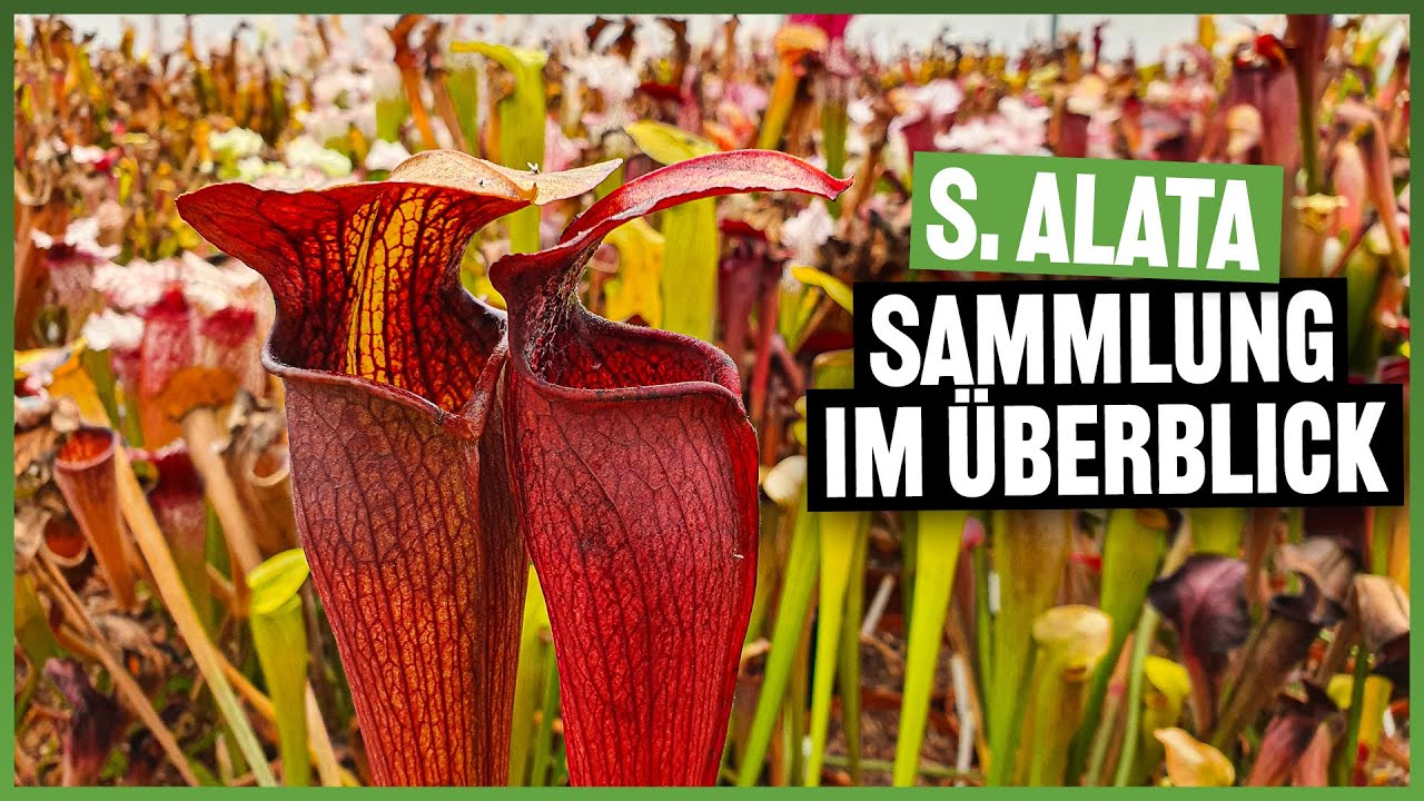 #159 Unsere Sarracenia alata Sammlung, mit allen Pflanzen im Detail
