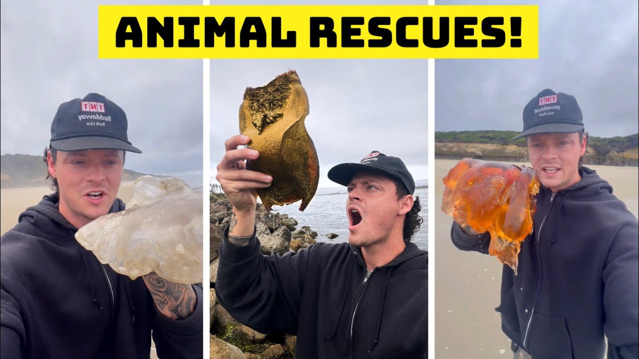 Rescuing Sea Animals (Not All Survived) 😭 