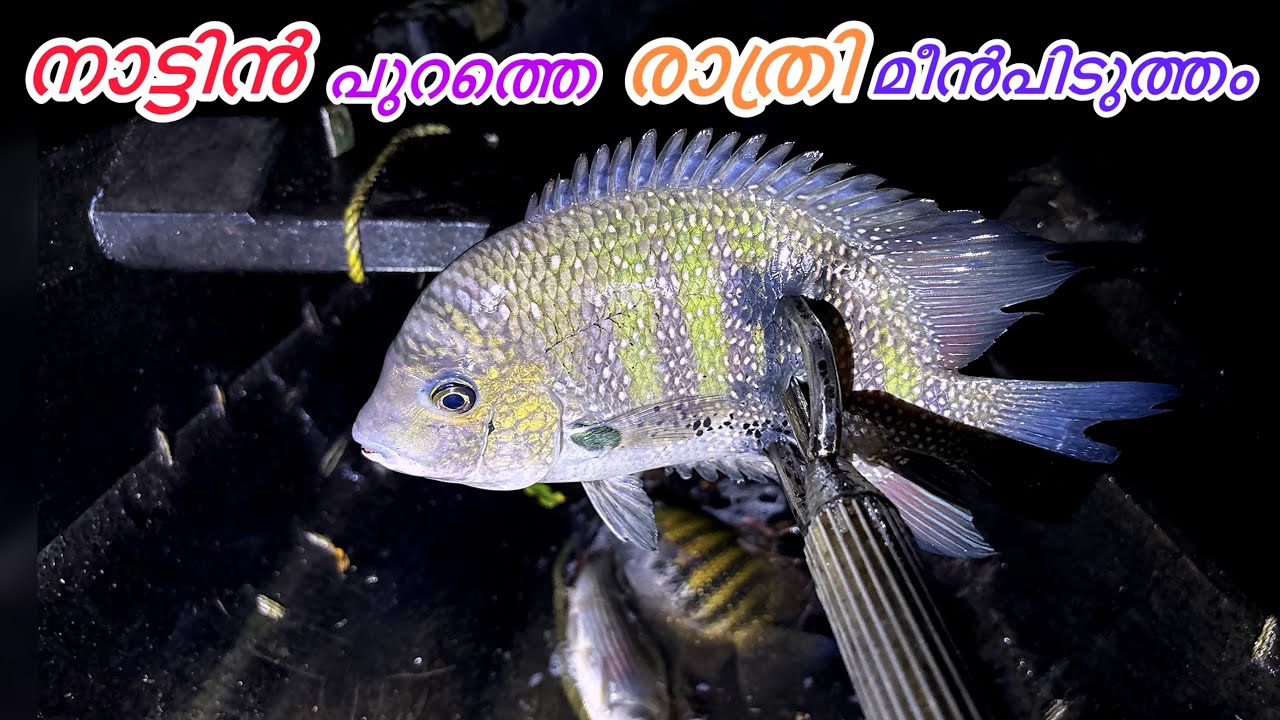 നാട്ടിൻ പുറത്തെ രാത്രിയിൽ മീൻ പിടിക്കുന്നത് ഇങ്ങനെ ആണ്