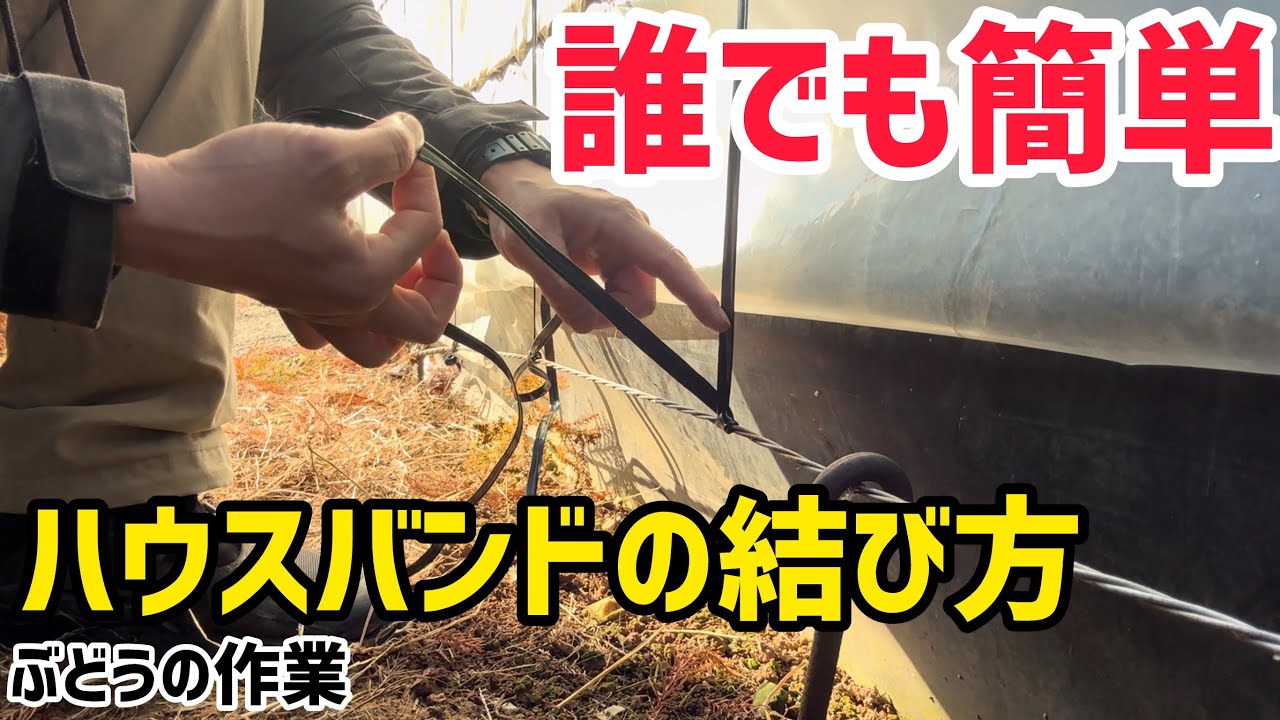 「ぶどうの作業」誰でも簡単！ハウスバンドの結び方！