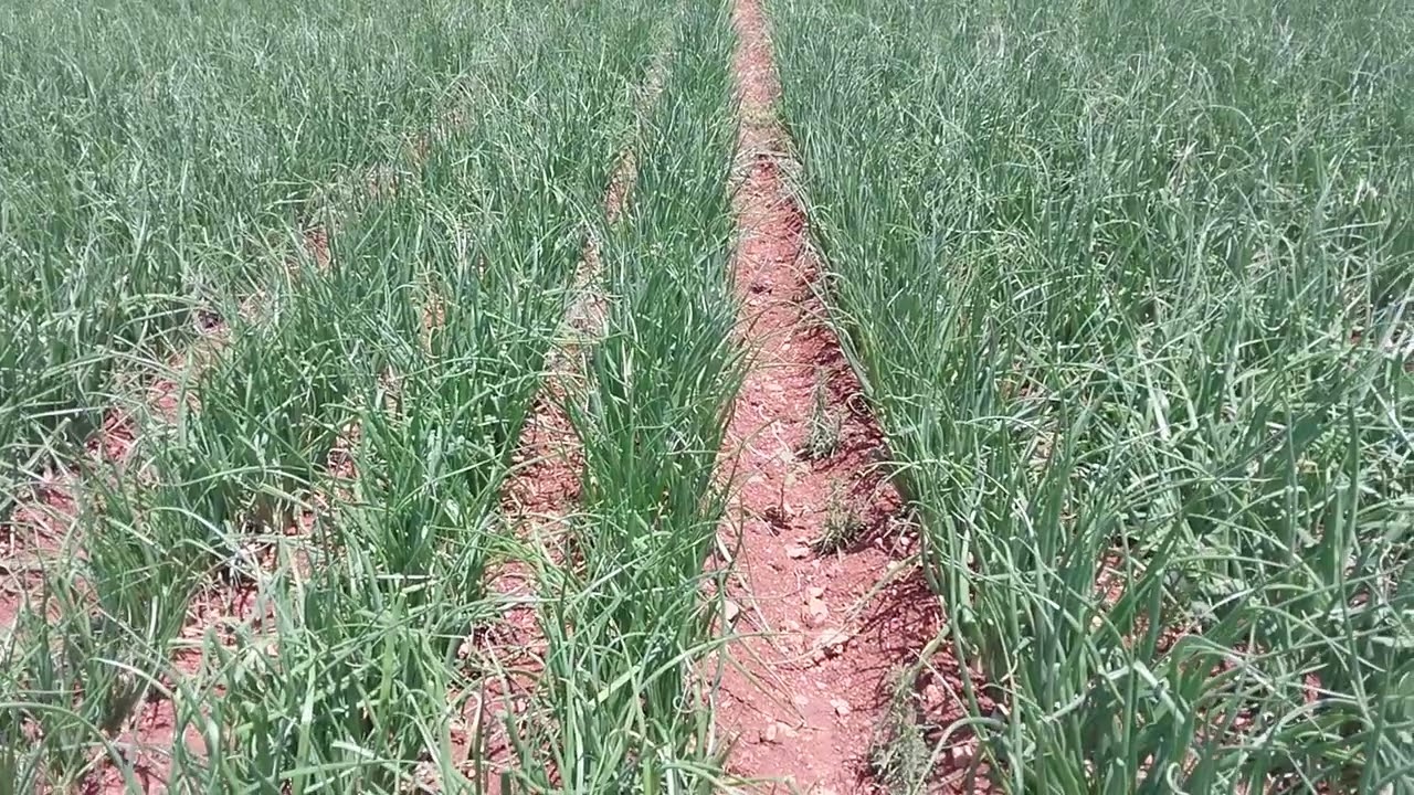 أهلآ وسهلا. لازم تدخلوا قبل فوات الأوان معالجة وقائية ضد المليديوا و بوترتيز مع مبيد الحشرات (صبانة)