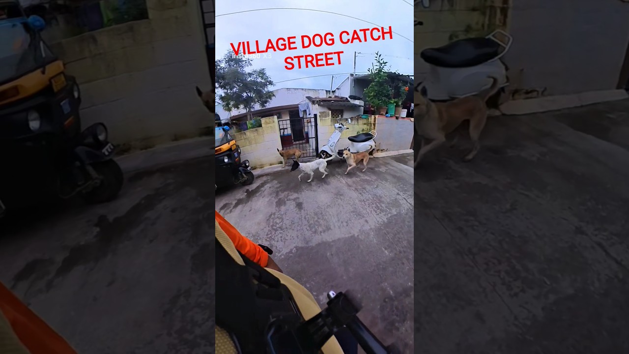 Mafia Village Running Dog Catch 