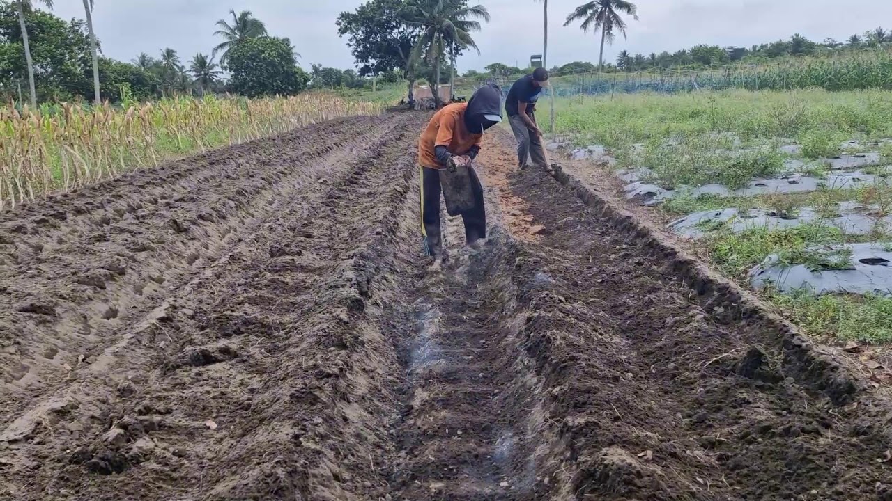 SATISFYING HIGH BED PREPARATION WITH TRADITIONAL TOOLS! -Agriculture Farming