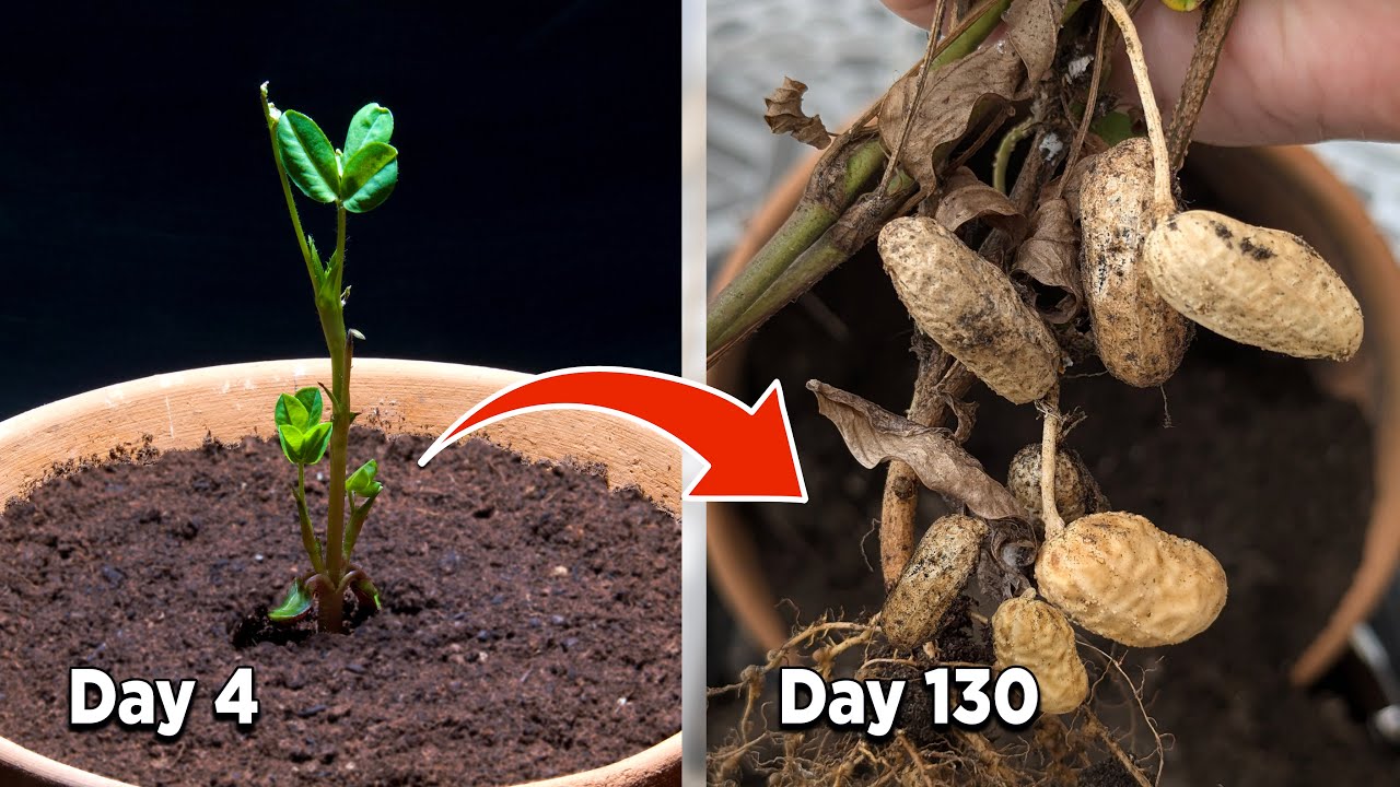 Growing Peanuts in a Container - timelapse.