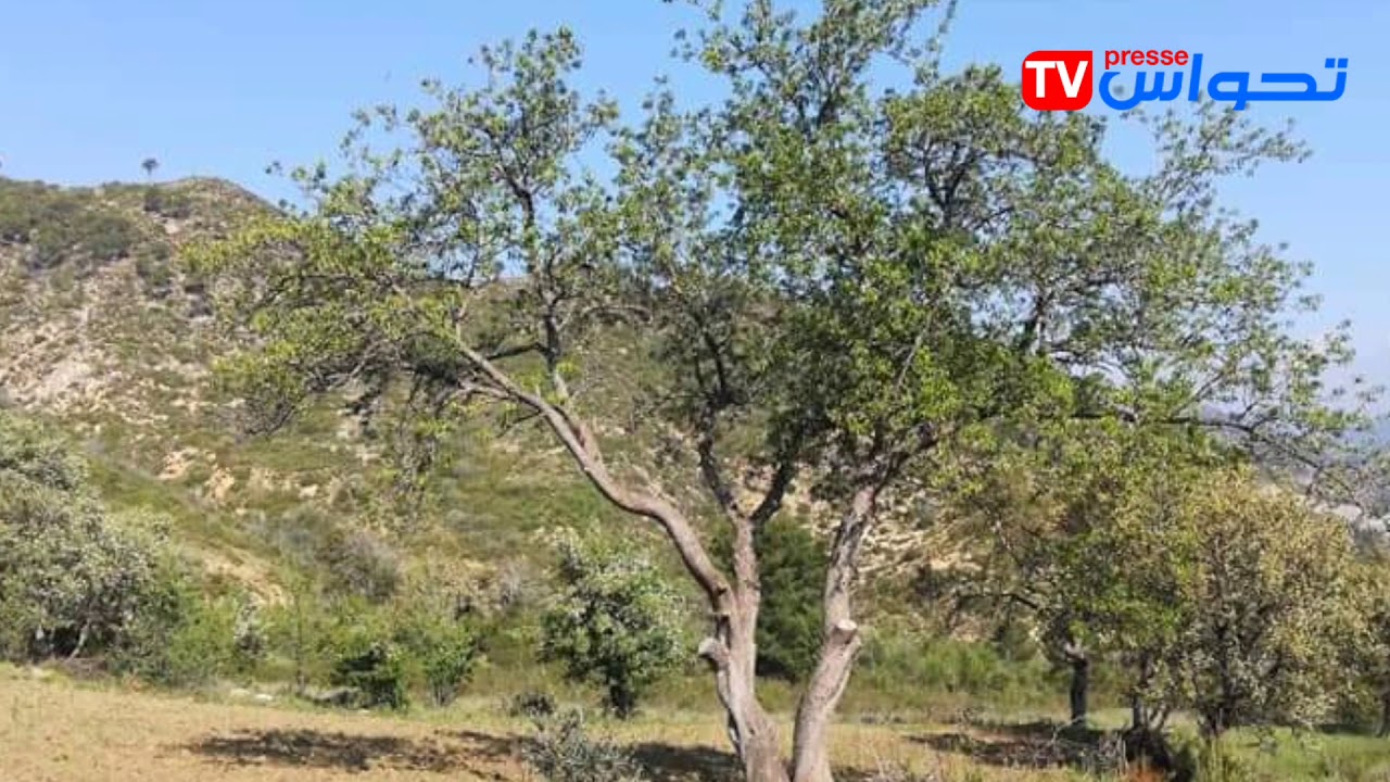 غابة عيـن زانة ... ثروة غابية بحاجة للترويـج