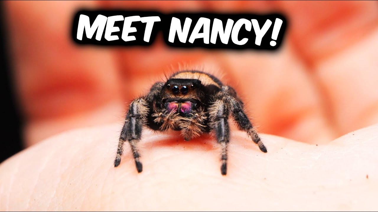 JUMPING SPIDERS in Dark Den after a long time!