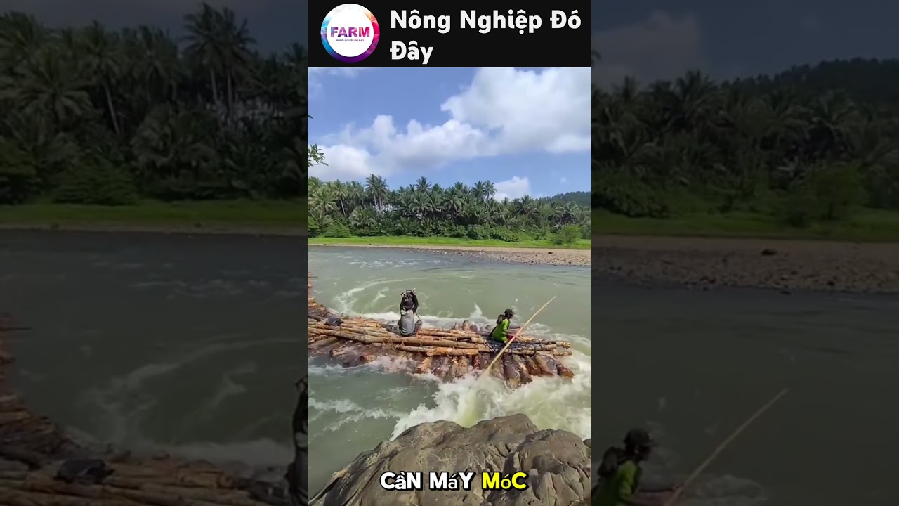 Kh&ocirc;ng ngờ họ lại vận chuyển gỗ theo c&aacute;ch n&agrave;y #nongdan#nongnghiep#farminglife#tintuc #shortvideo