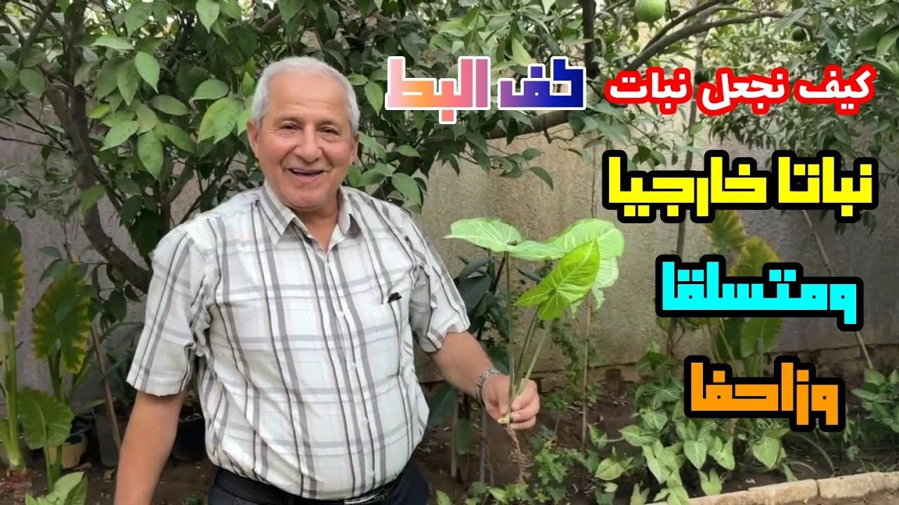 نبات كف البط او رجل البطة #السنجونيوم /طريقة العناية والاكثار 