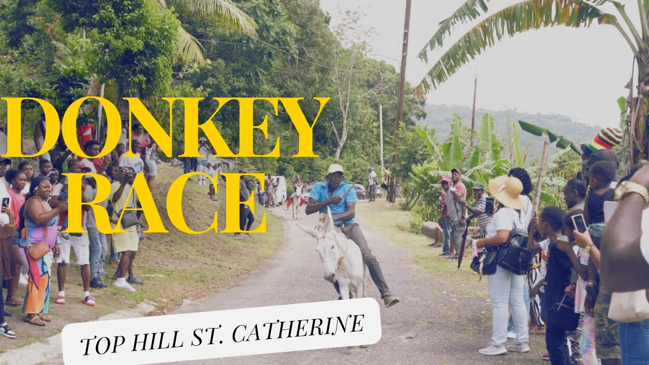 DONKEY RACE IN JAMAICA |TOP HILL DISTRICT 2024