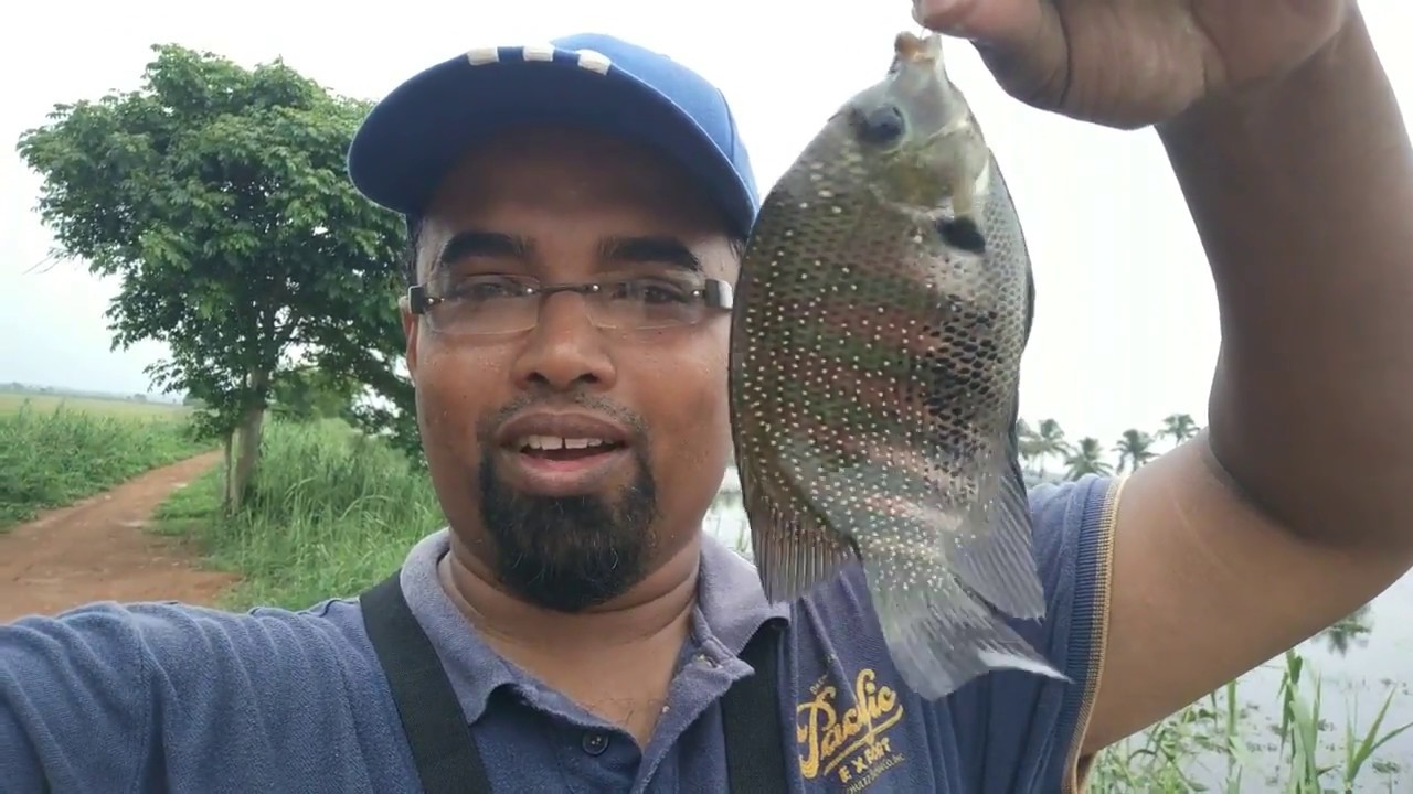 Pearl spot a.k.a Green Chromide fishing in Kerala India
