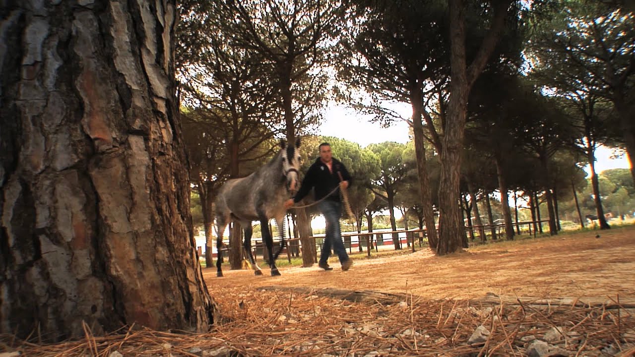 Purebred Spanish Horse &middot; PRE &middot; ANCCE