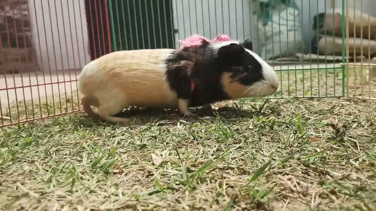 Cobaya con mochila . #cobayo #guineapig #cuy #cuyo #cute #mascotas #pretty #beautiful #adorable 