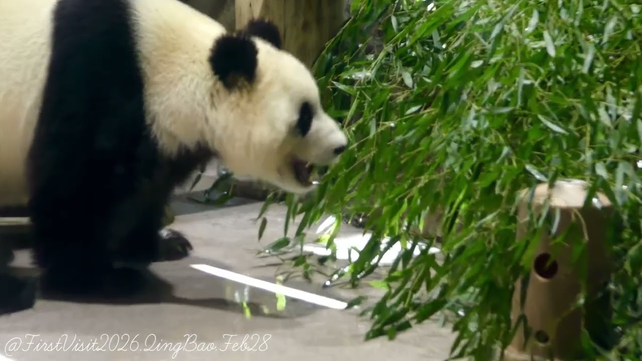 Hello Sweet Girl Qing Bao!!! 2026/2/28 #2dayDCpandastrip