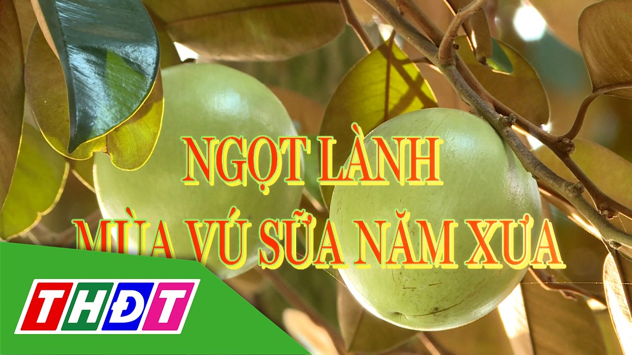 Ngọt lành mùa vú sữa năm xưa | Gợi nhớ miền Tây - 6/3/2026 | THDT