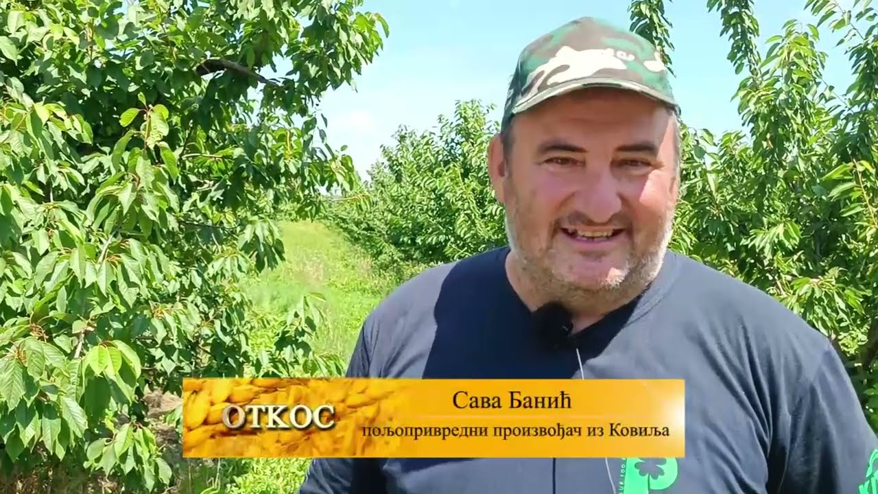 CENA PSENICE U ZETVI MALI PRINOS NIKAKVA CENA NE POKRIVA