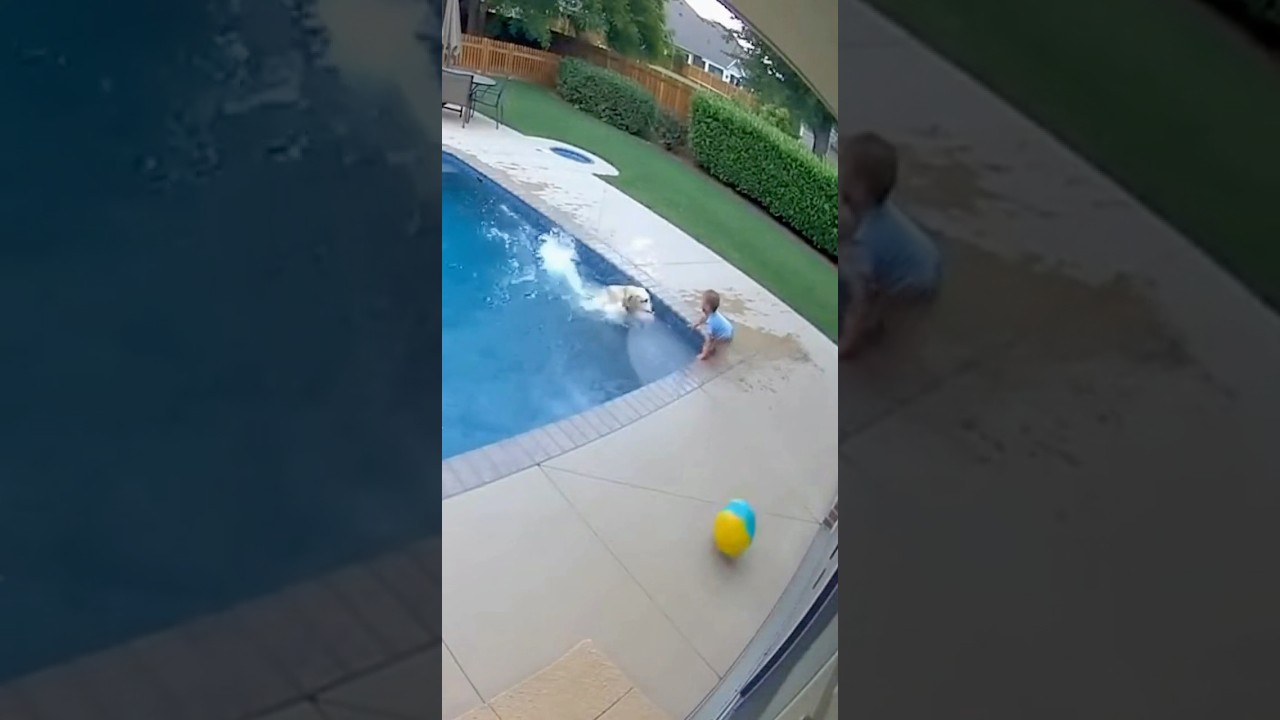He moved the baby&hellip; seconds before &hellip; 😳🐕 #DogHero #Baby #CCTV #HeroDog #Shorts #ViralShorts
