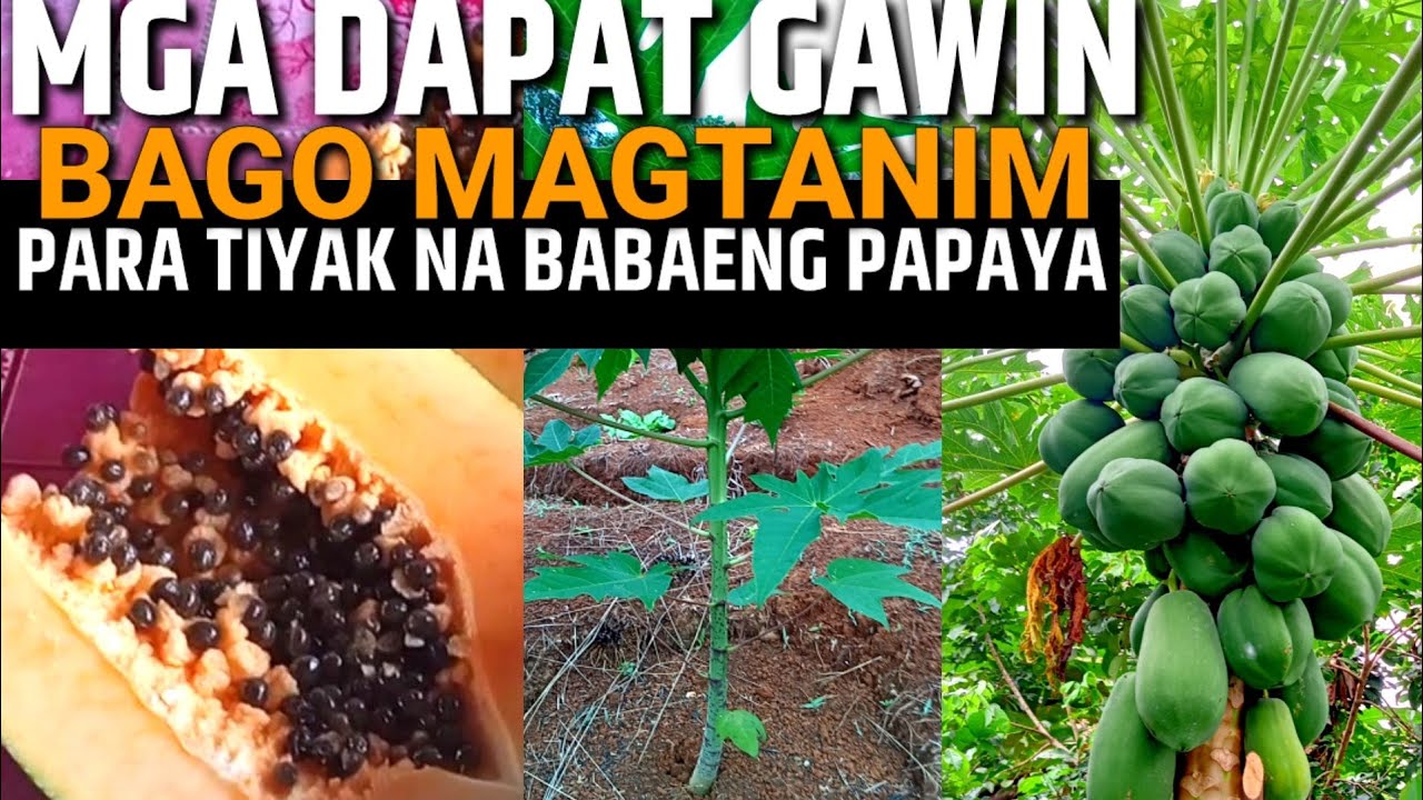 PAANO MAIWASAN ANG LALAKING PAPAYA KAHIT MULA SA BUTO AT PUNLA | D' GREEN THUMB