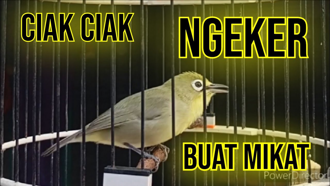 kecial kuning ciak ciak ngeker | ampuh jadi pikatan di alam liar