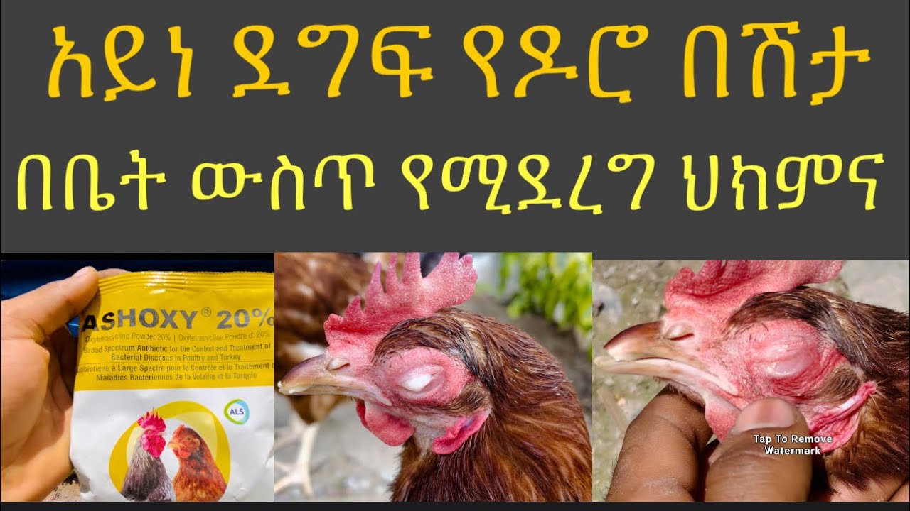 ታዋቂው የእንቁላል  ዶሮ በሽታ እና መፈወሻ መንገድ/ layer chicken coryza diseases on poultry farm/