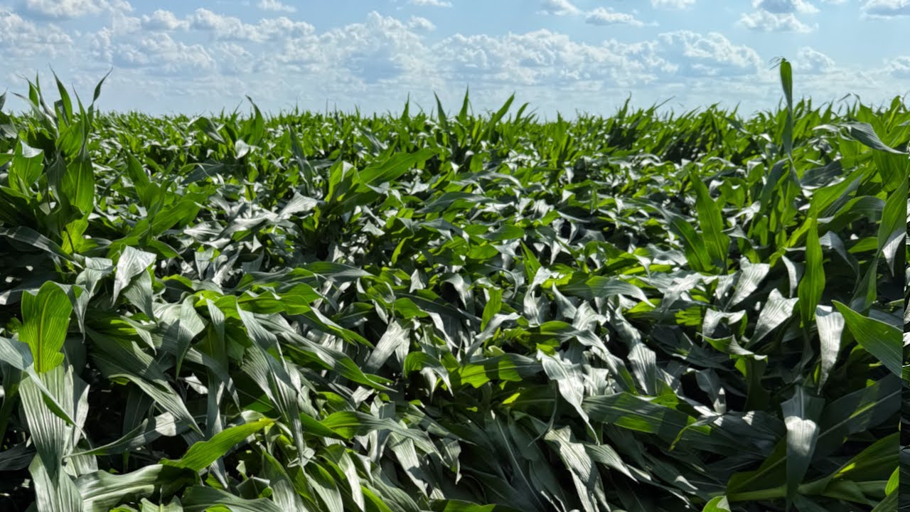 Straight-line Winds Flatten Corn And Make A Mess Of The Farm