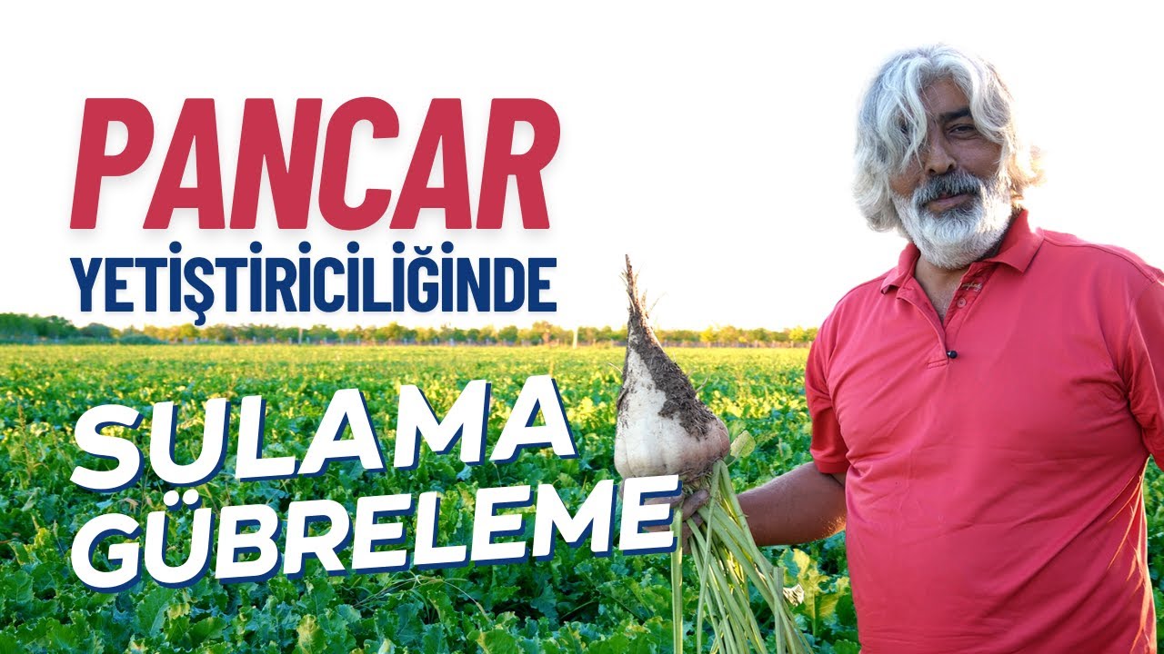 Şeker Pancarı Yetiştiriciliği | Sulama ve Gübreleme [4K UHD]