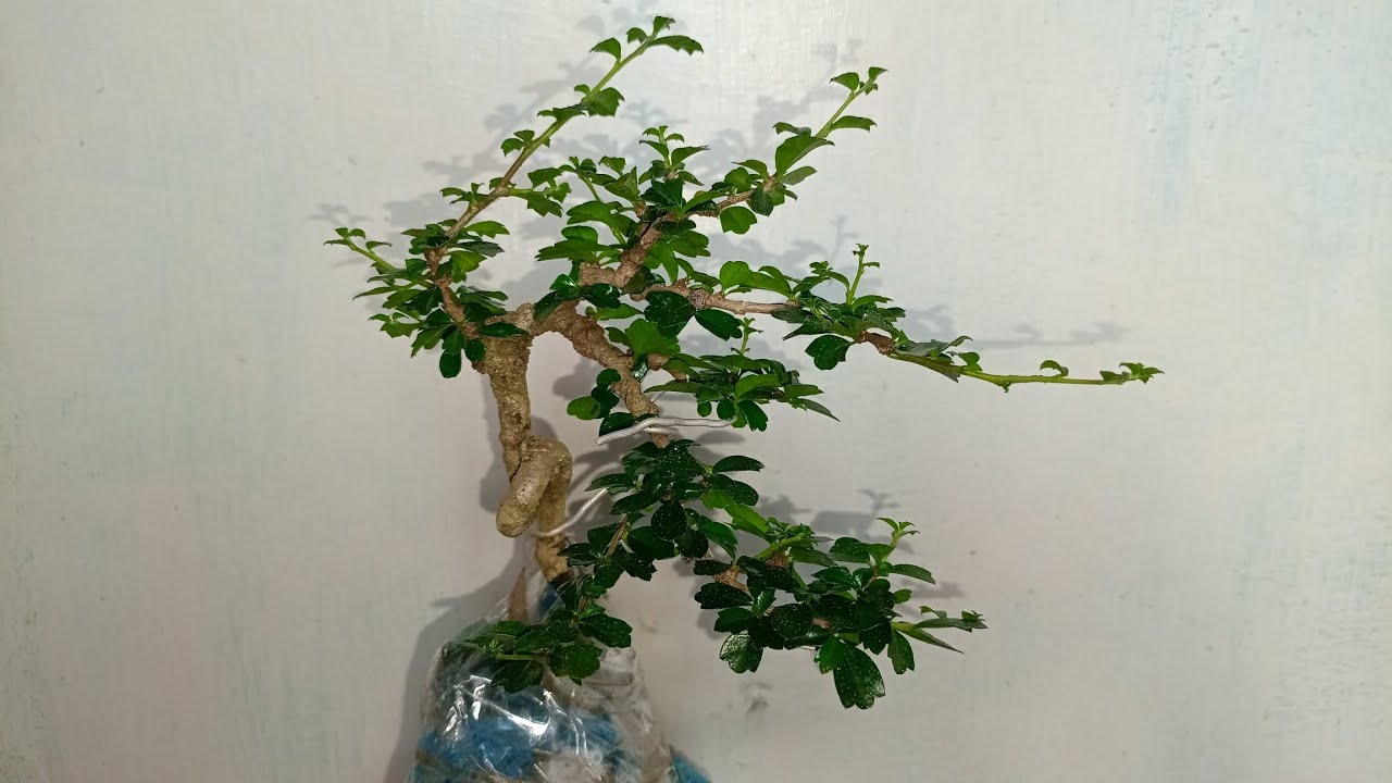 Pruning bonsai hokiantea #bonsai #bonsaihokiantea #bunjin #ontherock #trending 