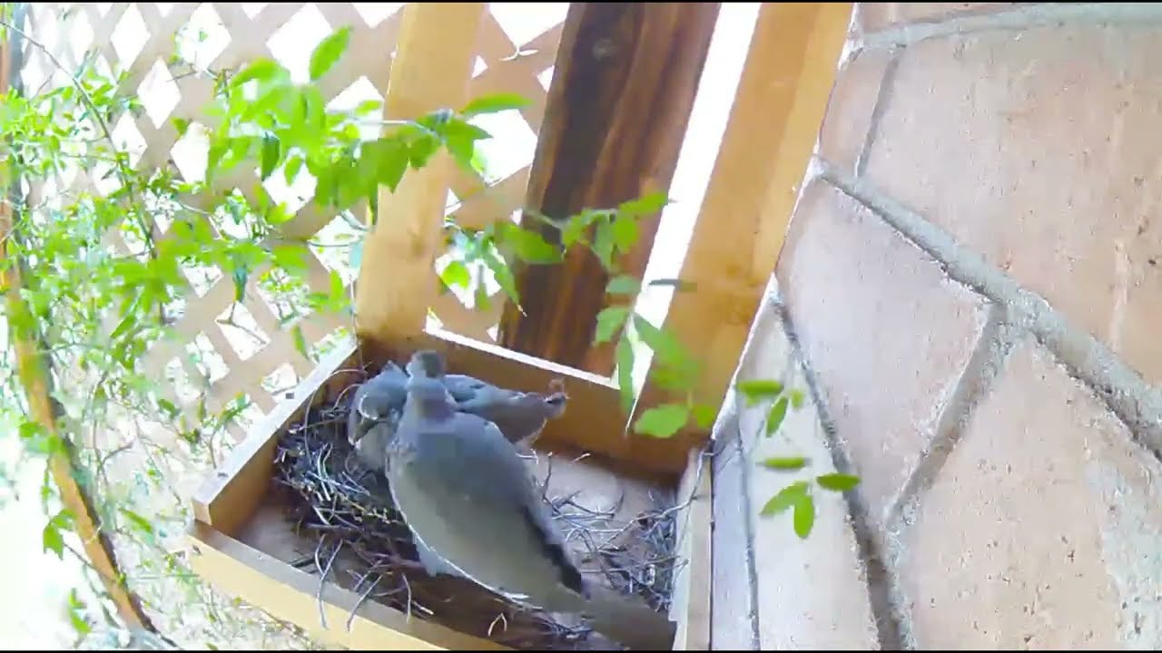 A Dove Nest. From laying eggs to hatching to fledging.