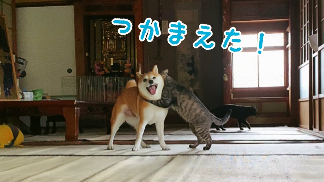 好敵手を得た犬と猫の全力鬼ごっこ Dog and Cat Playing Tag