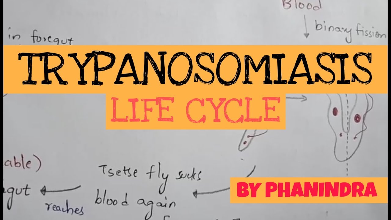 TRYPANOSOMIASIS || STRUCTURE || LIFE CYCLE || SYMPTOMS || TREATMENT || BY PHANINDRA GUPTA