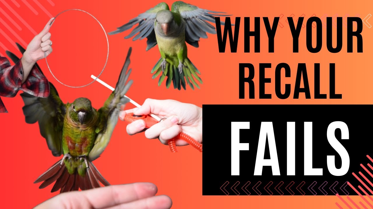 Why Recall Fails | Topics