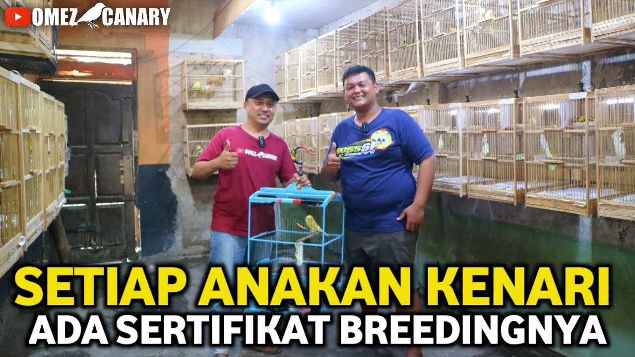 PROFESIONAL‼️Ternak kenari disini terkonsep rapi Harga anakan terjangkau | Nanda CN klaten