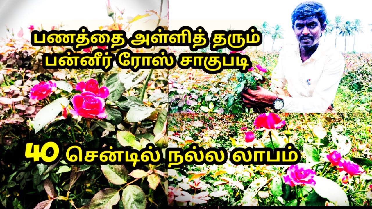 பன்னீர் ரோஸ் சாகுபடி// paneer Rose agriculture cultivation in tamil//thamizh sonthangal