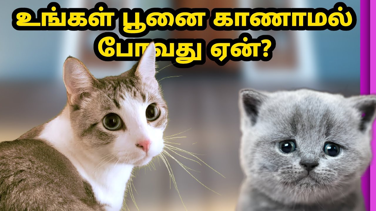 வீடு தங்காத பூனைகளால் வளர்ப்போர் அவதி | 10 reason why your cat leaves your home