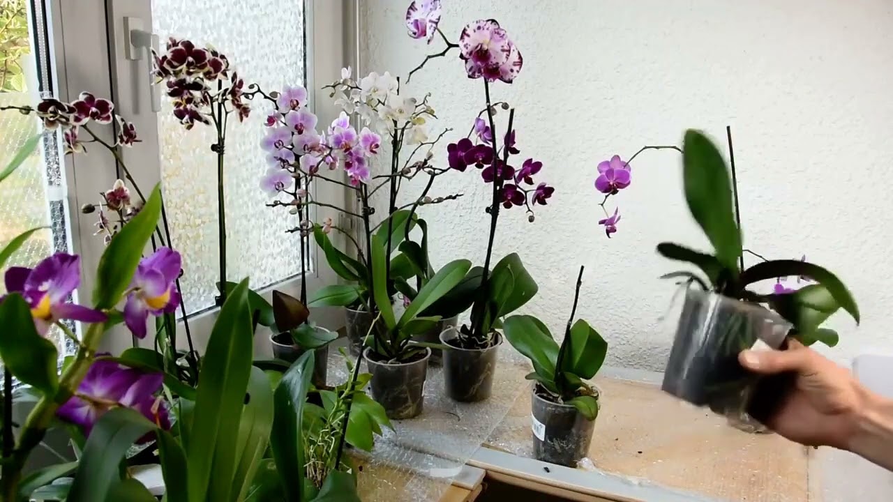 Cosa fare quando le orchidee appassiscono?