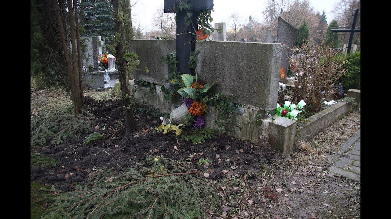 Dziki ryją na cmentarzu przy Poprzecznej w Olsztynie