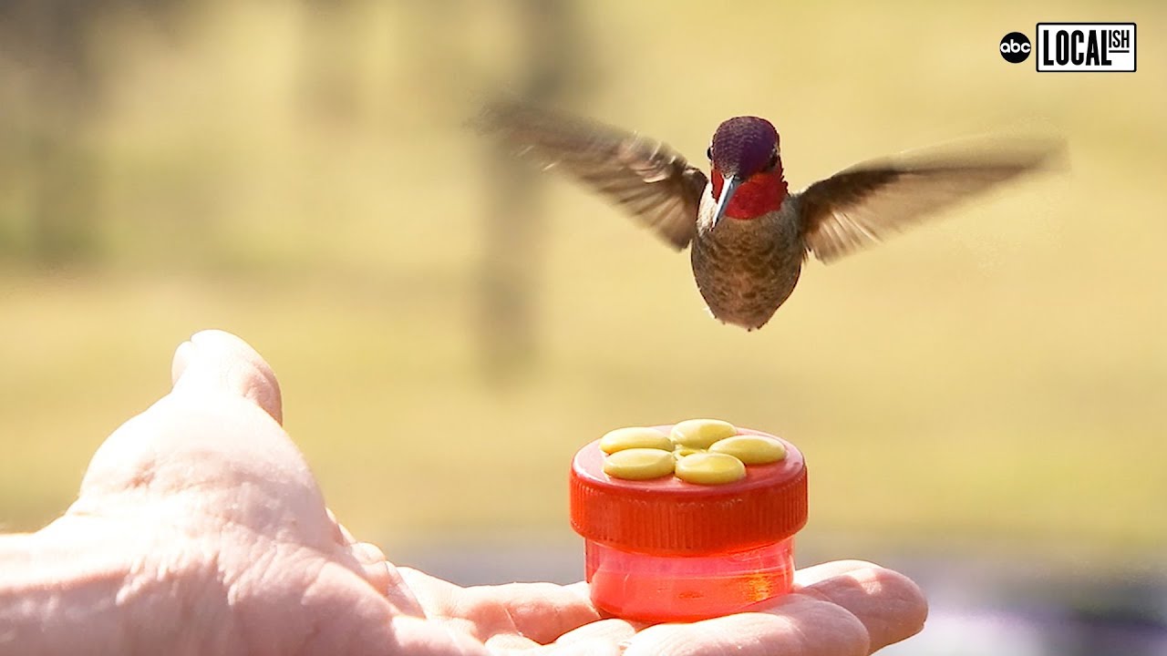 Woman Creates Hummingbird Hotel in Her Backyard | Localish