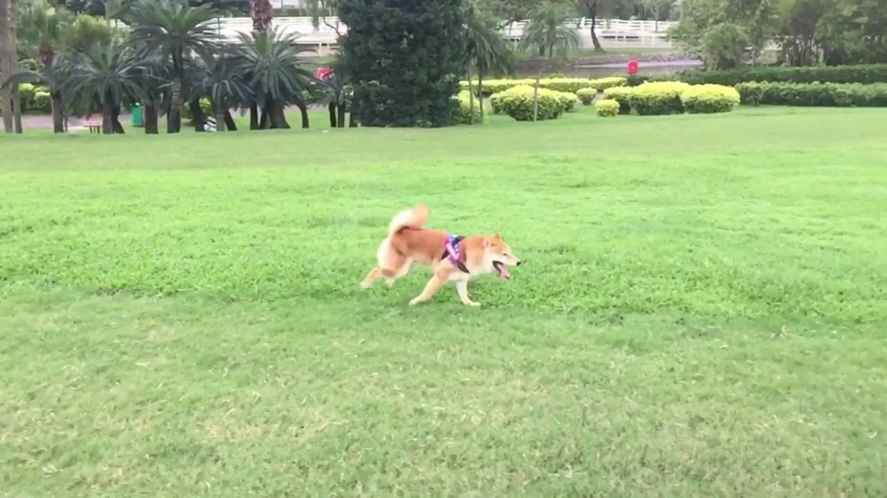 Happy shiba inu at the park