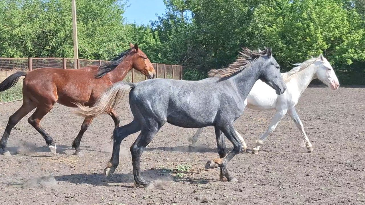 Our stallions love to fool around  Part 2